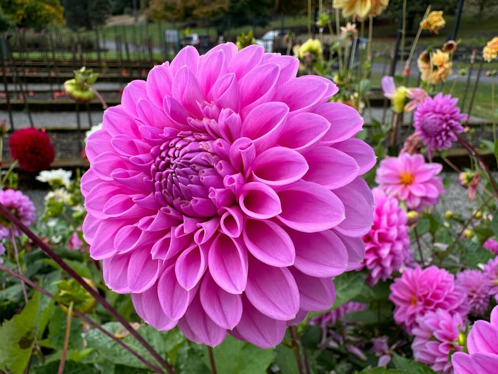 Dahlia様確認用 Dahlia '20th Ave Tranquility' (20th Ave Tranquility Dahllia